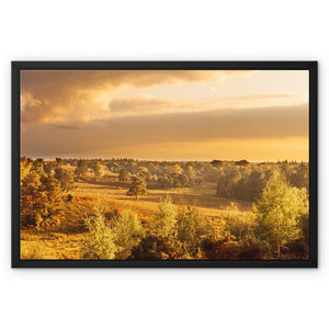 Forest view