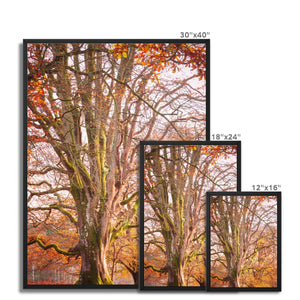 Autumn tree