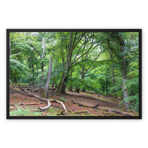 Deep forest landscape