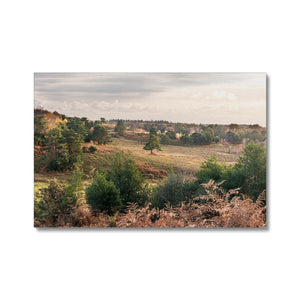 Autumn forest landscape