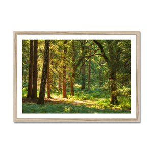 Sunlit Forest