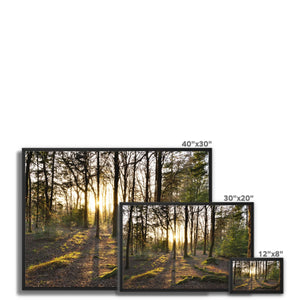 Evening forest sun