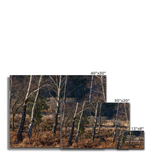 Birch light