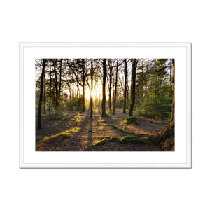 Evening forest sun