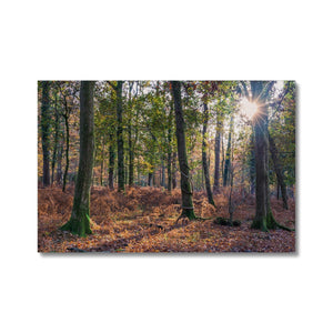 Autumn light