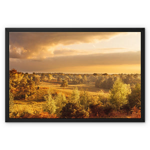 Forest view