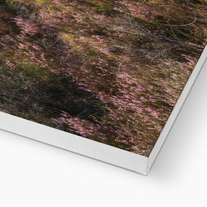 Holm Hill Heather