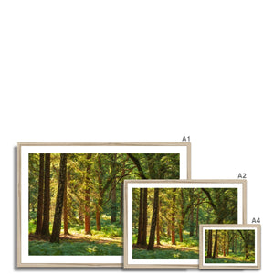 Sunlit Forest