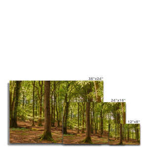 Forest scape