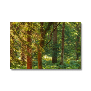 Sunlit Forest