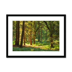 Sunlit Forest