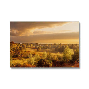 Forest view