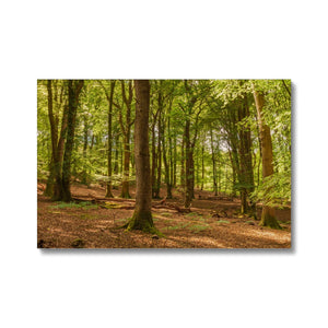 Forest scape