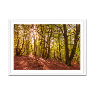 In the Shadow of Trees