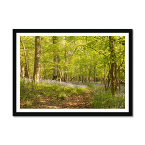 Bluebell path
