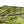 Green forest landscape