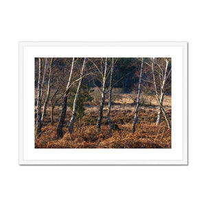 Birch light