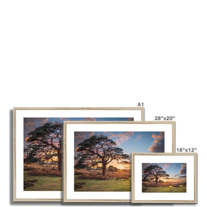 Sunset forest landscape