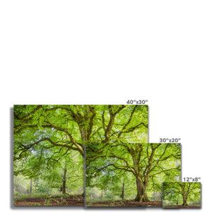 Emerald canopy forest scene