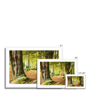 Ornamental Beeches