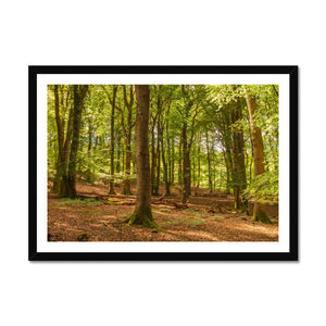 Forest scape