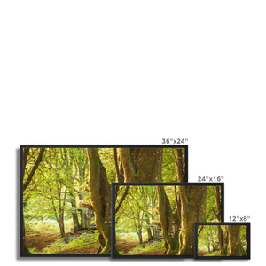 Deep Forest Aura