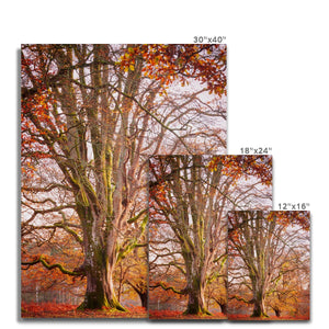 Autumn tree