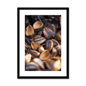 Sun Flower seeds shells 2