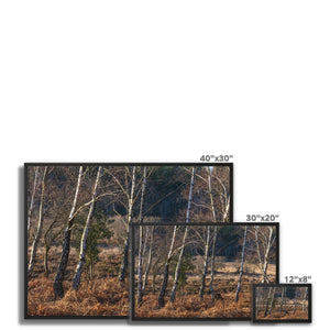 Birch light