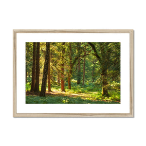 Sunlit Forest