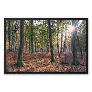 Autumn light