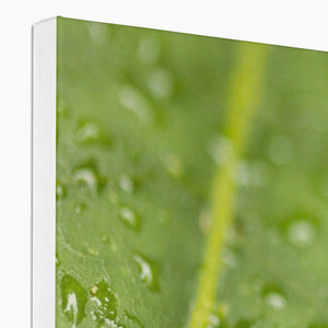 Leaf droplets 2