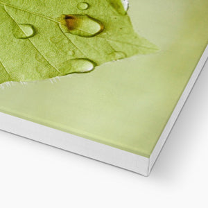 Leaf droplets 5