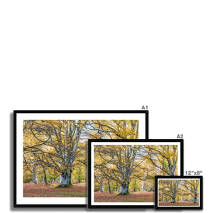Autumn Beeches