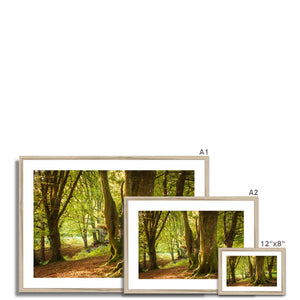 Deep Forest Aura