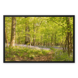 Bluebell path