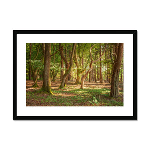 Forest Zen