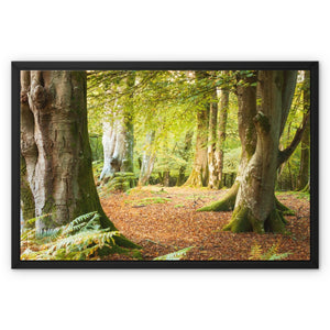 Ornamental Beeches