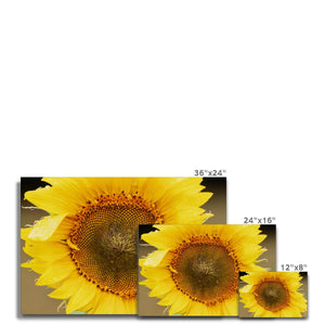 Sun Flower 2
