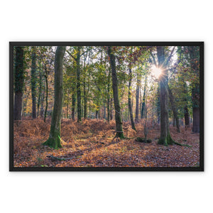 Autumn light
