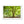 Emerald canopy forest scene