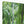Deep forest landscape