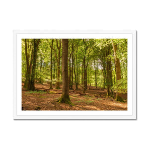 Forest scape