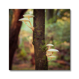 Mushroom tree