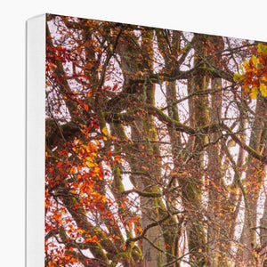 Autumn tree