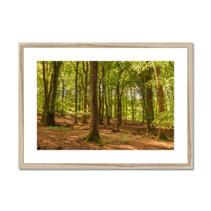 Forest scape