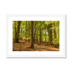 Forest scape