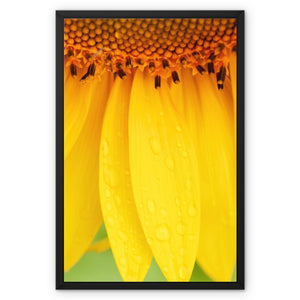 Sun Flower 4