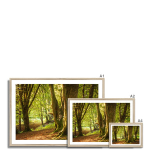 Deep Forest Aura