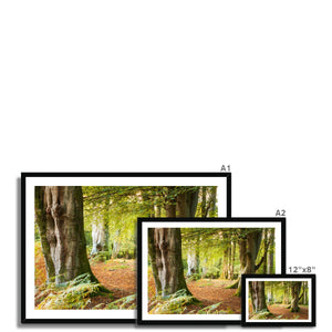 Ornamental Beeches